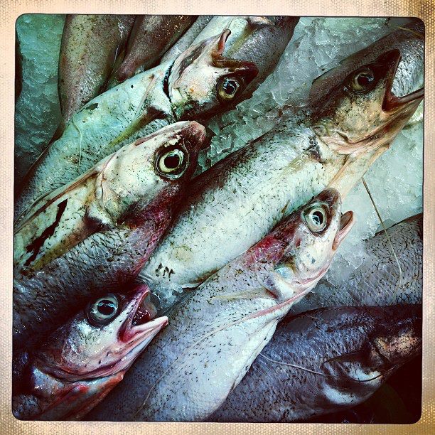 pesci in pescheria