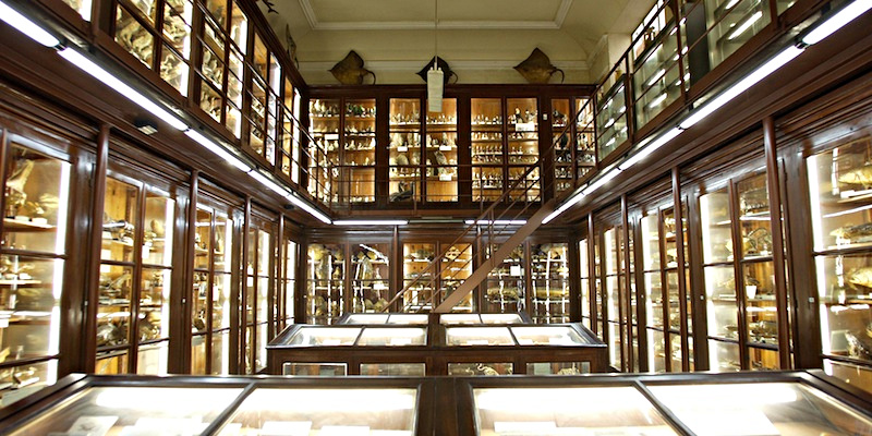 palermo museo di zoologia pietro doderlein